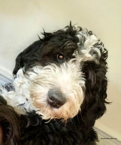 Bernedoodle dc sales