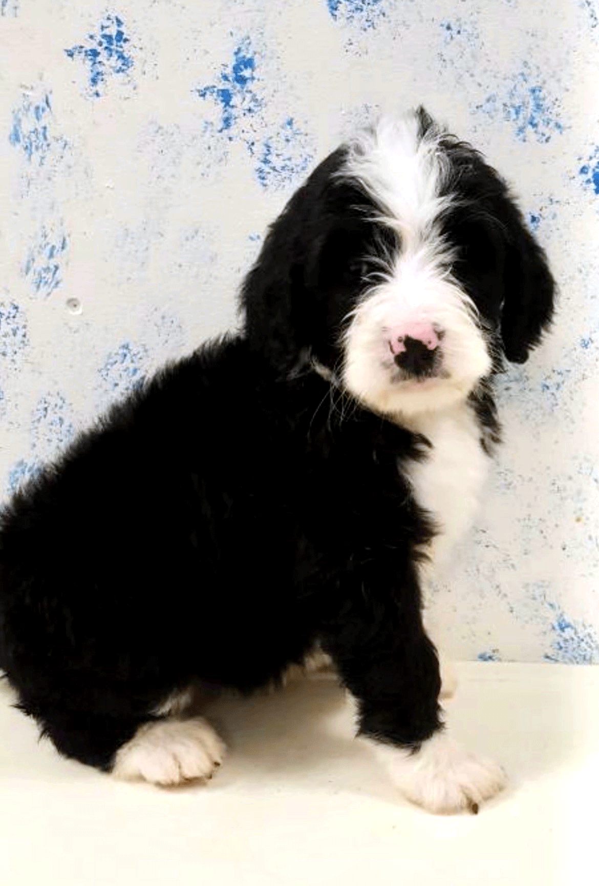 Libe 9 Weeks Old