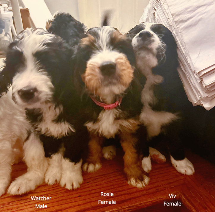 Bernedoodle Breeders Near Me Bernedoodles Philadelphia