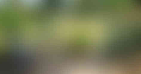 Two Tiered Patio Garden. Egyptian Limestone paving with clay paver detail. With beautiful corner steps.