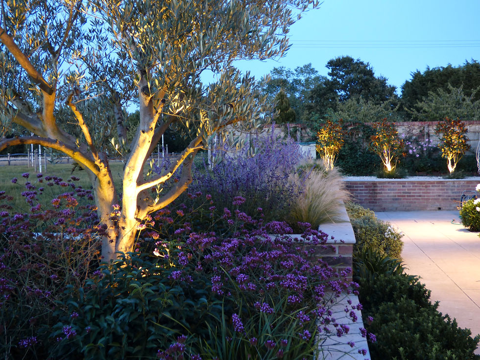 Enhancing Landscapes With Tree Uplighting