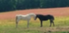 hope reins.png