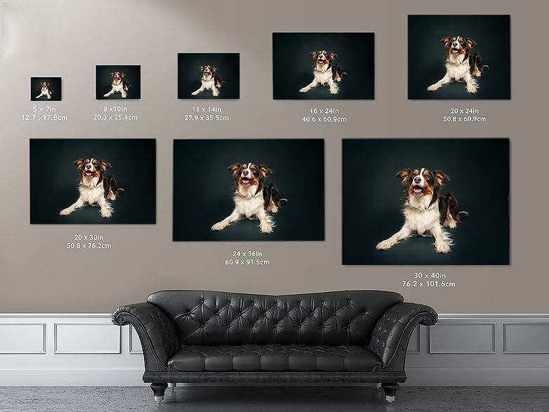 Dog photography wangaratta