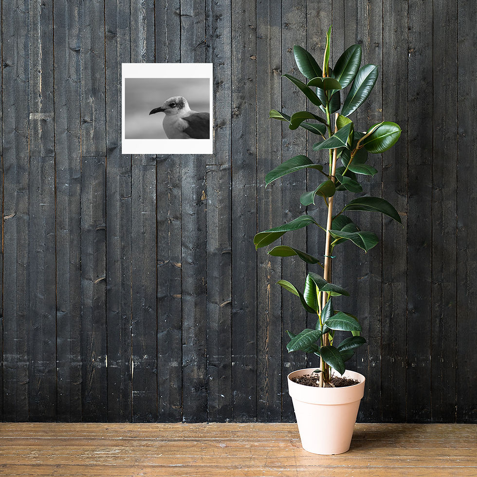 Thumbnail: Seagull Poster