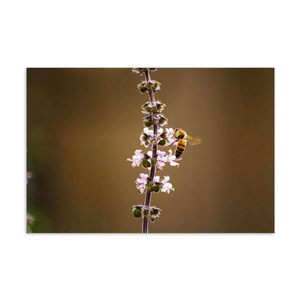 Pollination Postcard