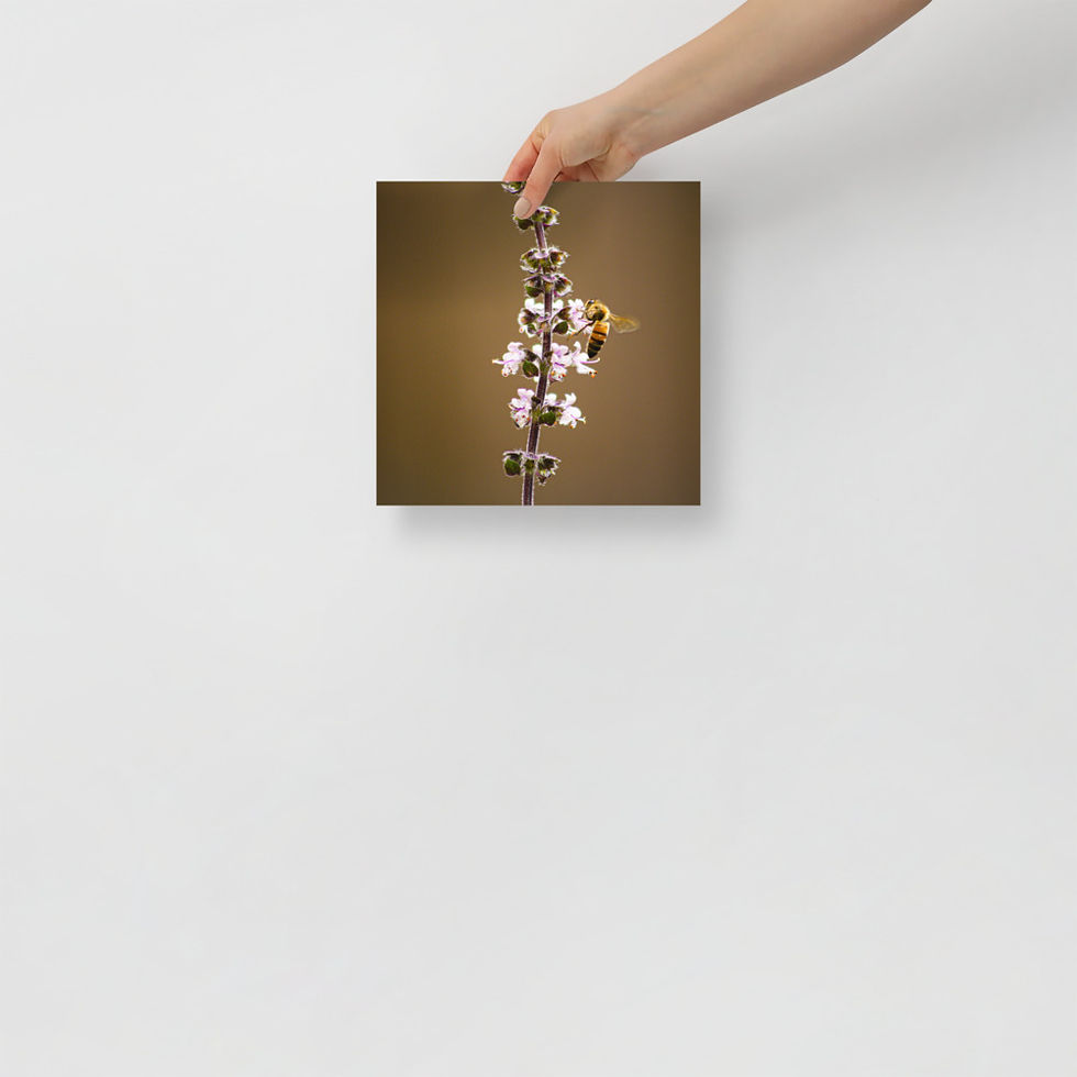Thumbnail: Pollination Poster