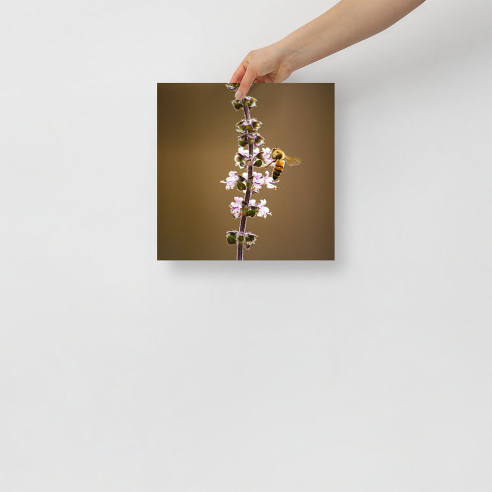 Thumbnail: Pollination Poster