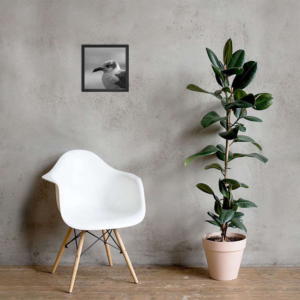 Thumbnail: Seagull Framed Poster