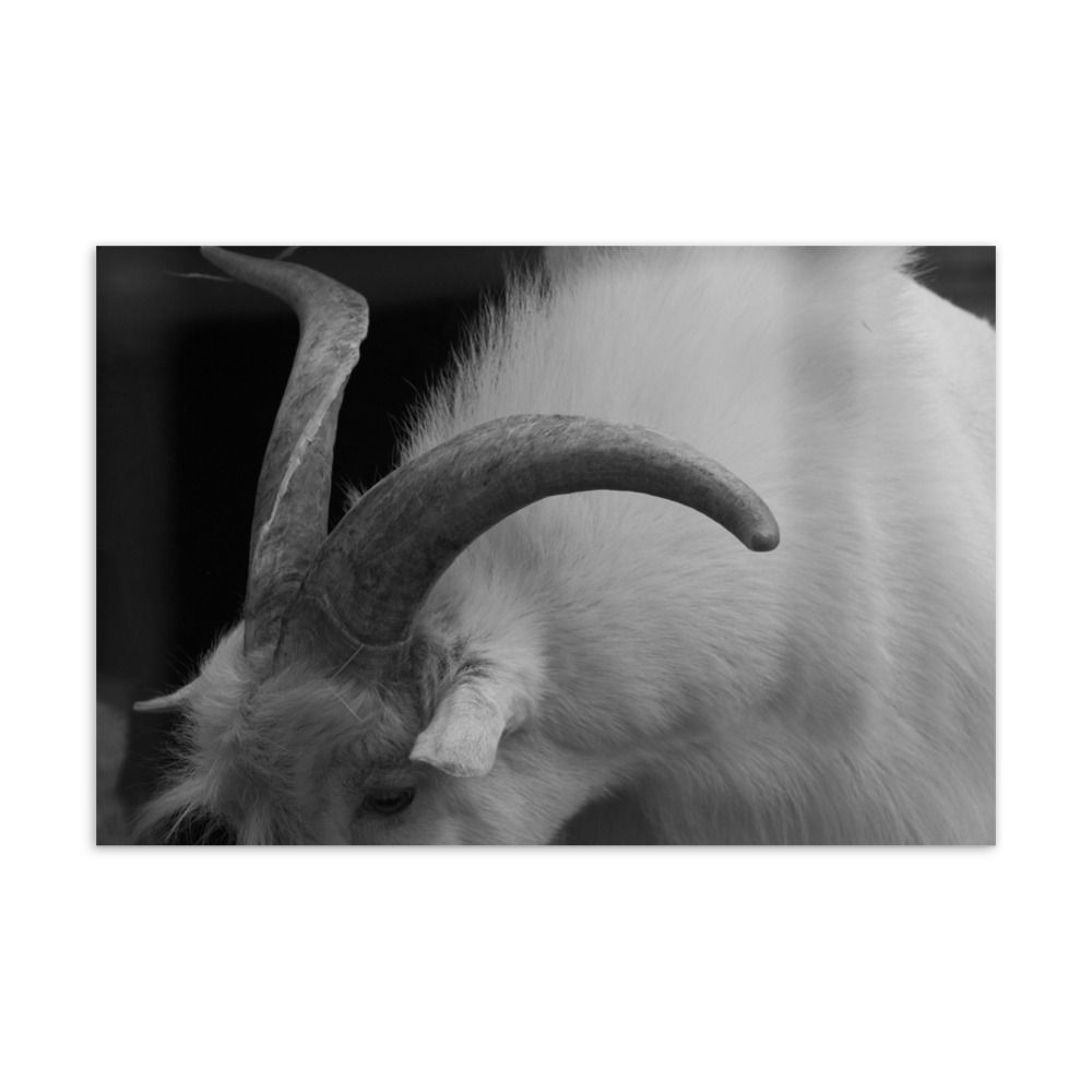 Horns Postcard
