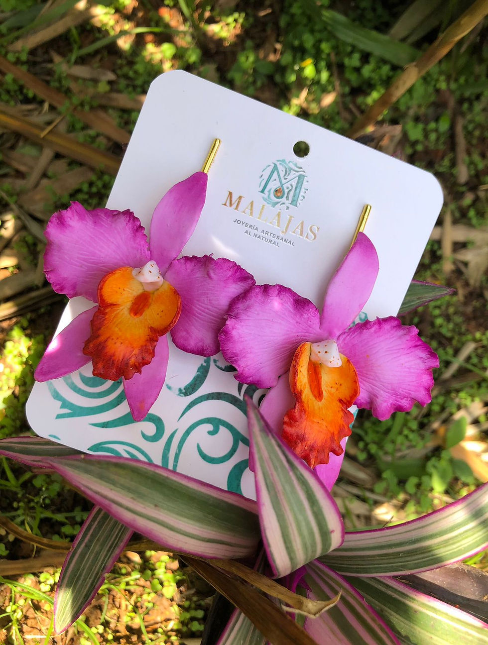 Miniatura: Orquídeas