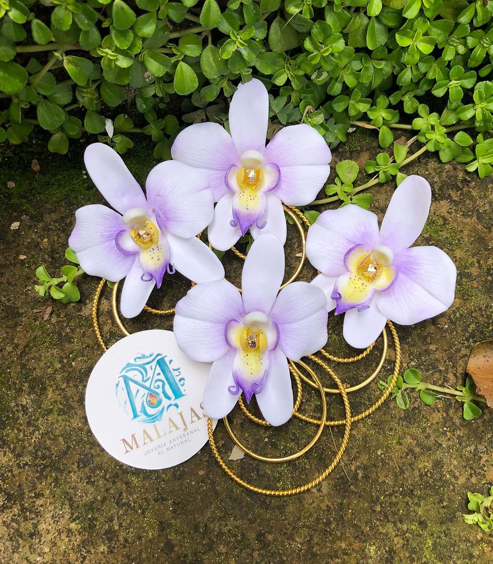 Miniatura: Orquídeas Phanaenopsis