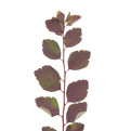 Single Autumn Leaf Stem