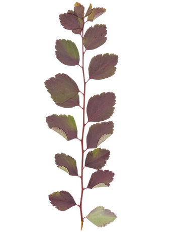 Dry Leaf