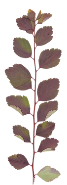 Dry Leaf