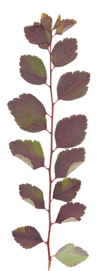 Dry Leaf