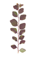 leaf4