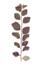 Dry Leaf