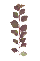 Dry Leaf