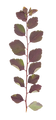 feuille 4