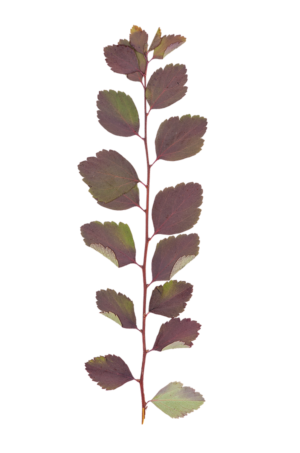 leaf4