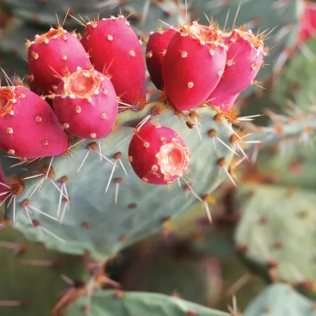 Prickly Pear Oil for Skin: The Hydration Powerhouse Inside Liquid Gold(Why This Luxury Cactus Seed Oil Transforms Your Glow)