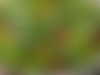 How to Create a Satisfying Salad: Incorporating Herbs, Protein, and Flavor