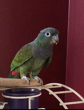 Spike