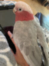 Rouex.jpeg