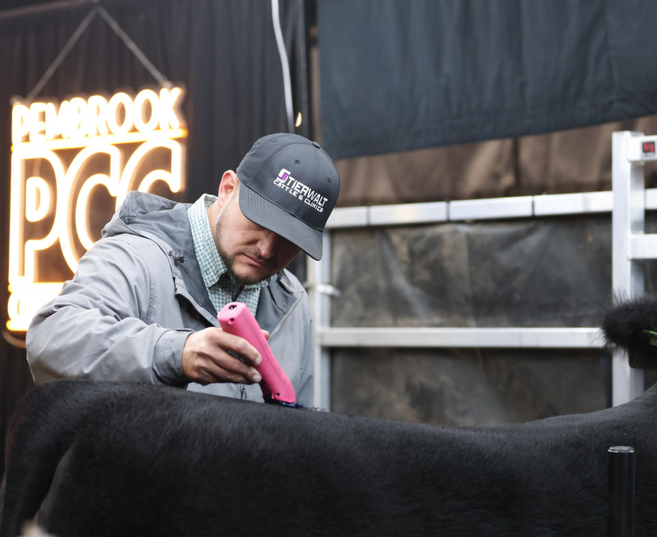 Man grooming a black cow; PEMBROOK PCC sign in background
