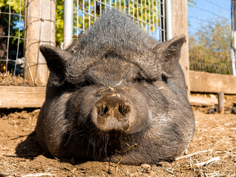 Paving the Way to PRRS-Free Pork