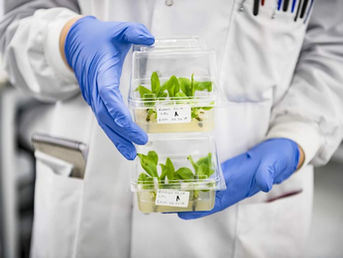 Tropic Like It's Hot