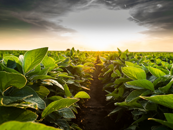Supercharged Photosynthesis Elevates Soybean Yields