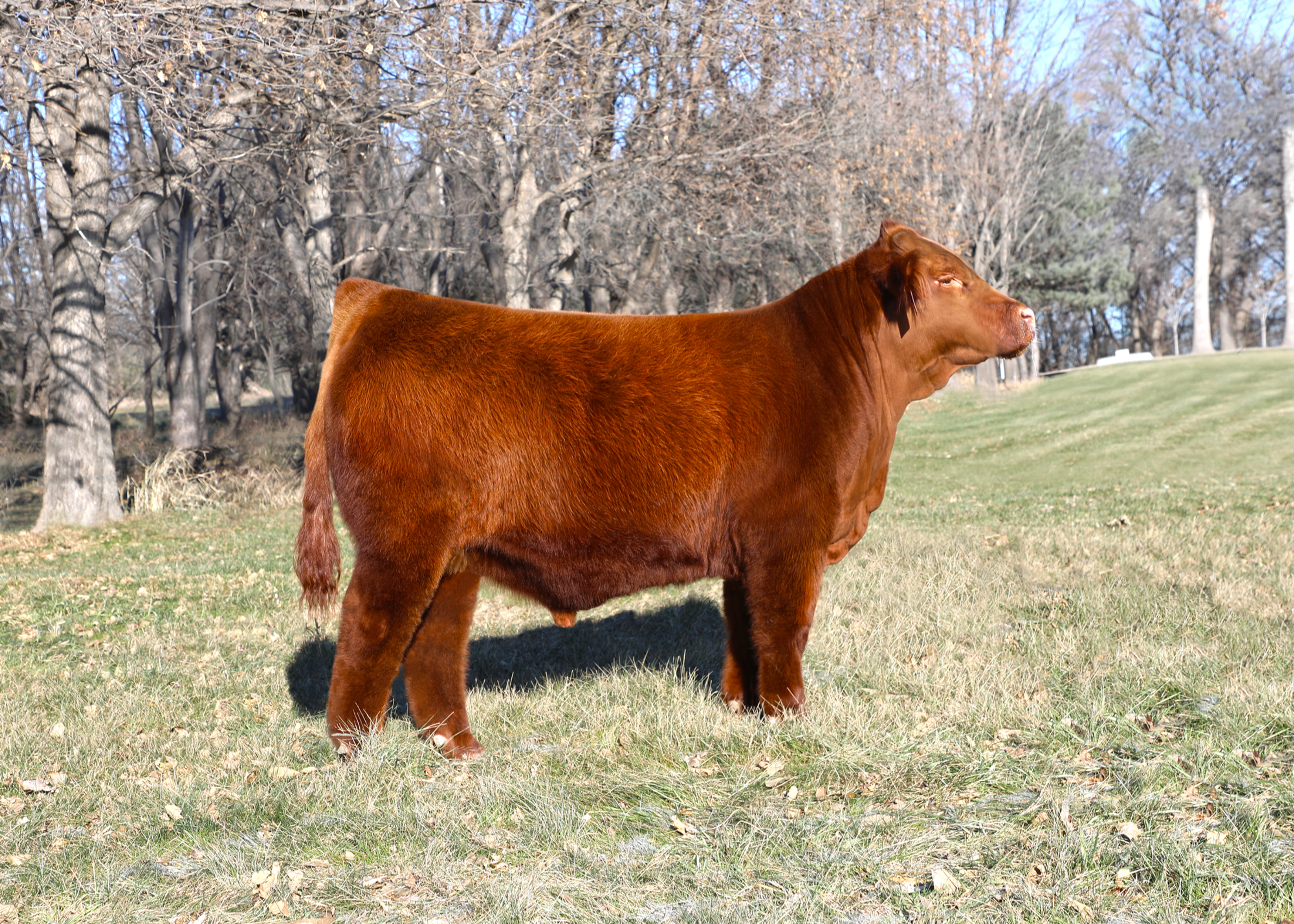 Royal Jester RBGL 103J