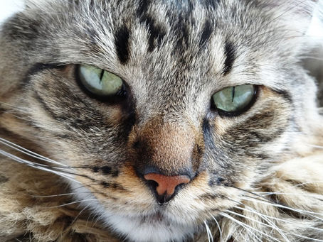 A partida de Hadije (2005-2021)