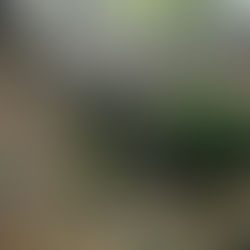 zielone głazy Brzeziny