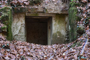 tajemnice lasu Orlej