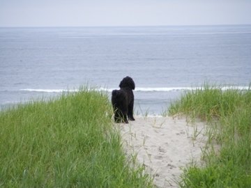 Zoey on the beach