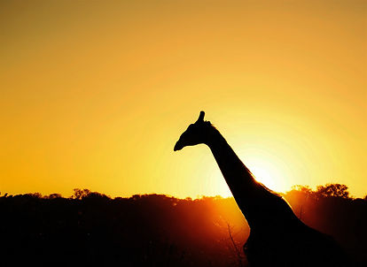 Giraffe, Safari, Photo, Photography, Travel, Wildlife, Adventure, Africa