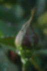 rose.JPG