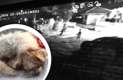 shihtzu.jpeg