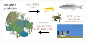 The Value of Estuarine Producers to Fisheries