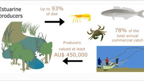 The Value of Estuarine Producers to Fisheries