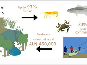 The Value of Estuarine Producers to Fisheries