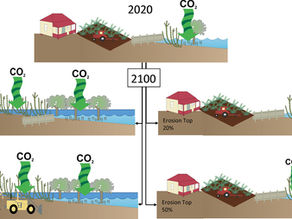 Which Management Action Produces the GREATEST Gains in Blue Carbon Sequestration?