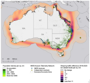 What are the impacts of human activity on marine organisms during the COVID-19 pandemic?