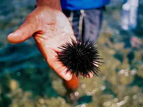 New Deakin study finds sea urchins major culprits in CO2 emissions