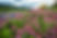 Echinacea and lavender field at sunset.jpg