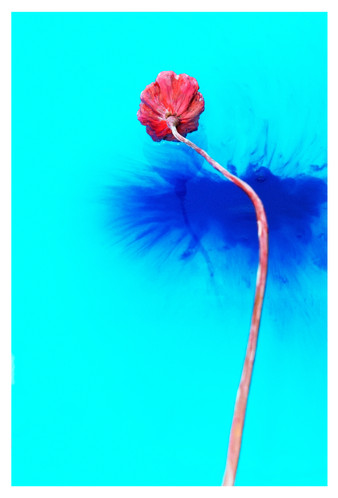 꿈의기호#195_30x45cm_archival pigment print_