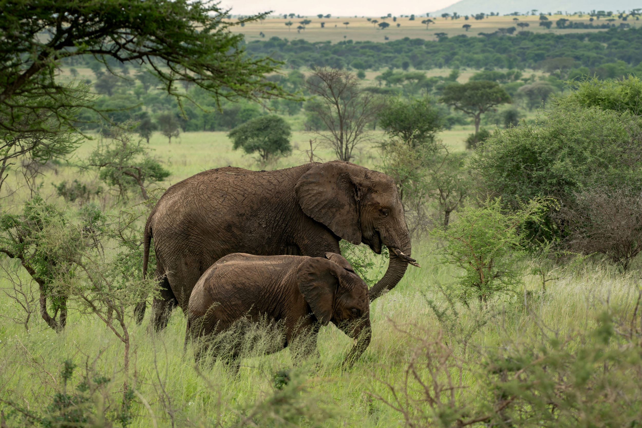 Elephants on the Move