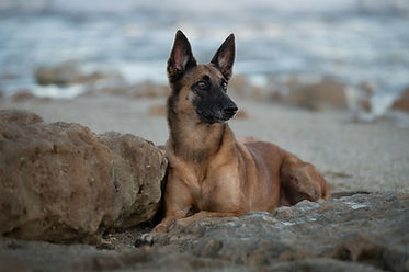 Pet Awards 2024-2.JPG